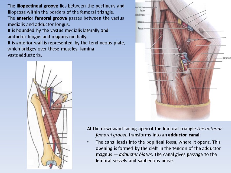 The iliopectineal groove lies between the pectineus and iliopsoas within the borders of the